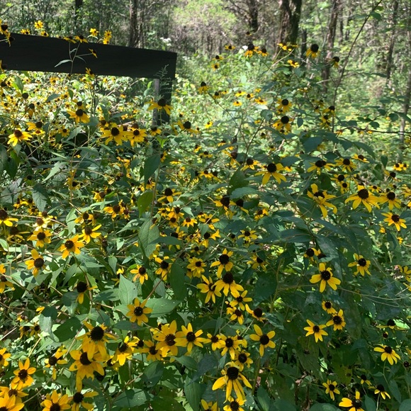 🌻Get to know me!🌻 - Picture 4 of 5